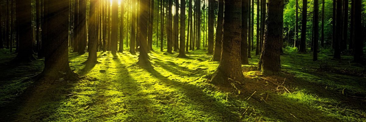 Webinar on EU 2030 Biodiversity Strategy