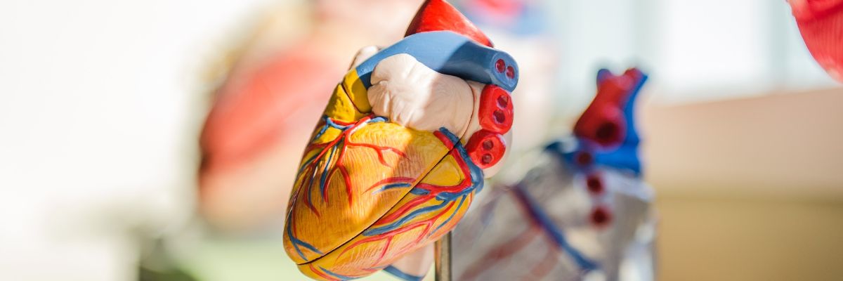 JRC Conference on Organ-on-Chip: Putting Science into Standards