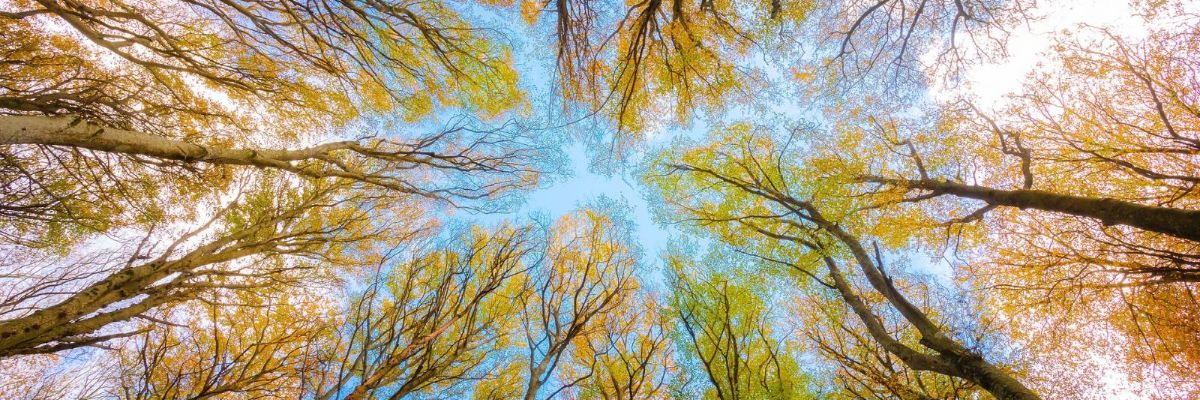 EIG Concert Japan: Pre-Announcement of 10th Call - Solutions for Carbon-Neutral Cities