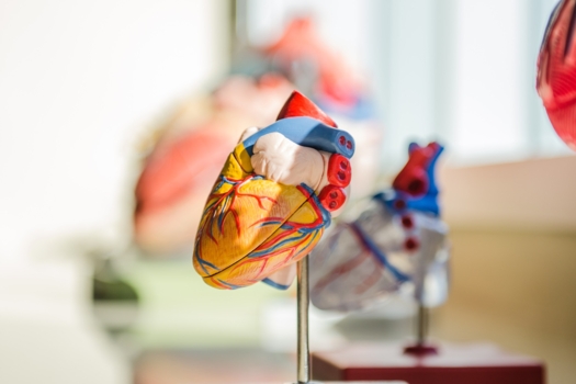 Konference JRC ke standardizaci vědy a „organ-on-chip“ technologii